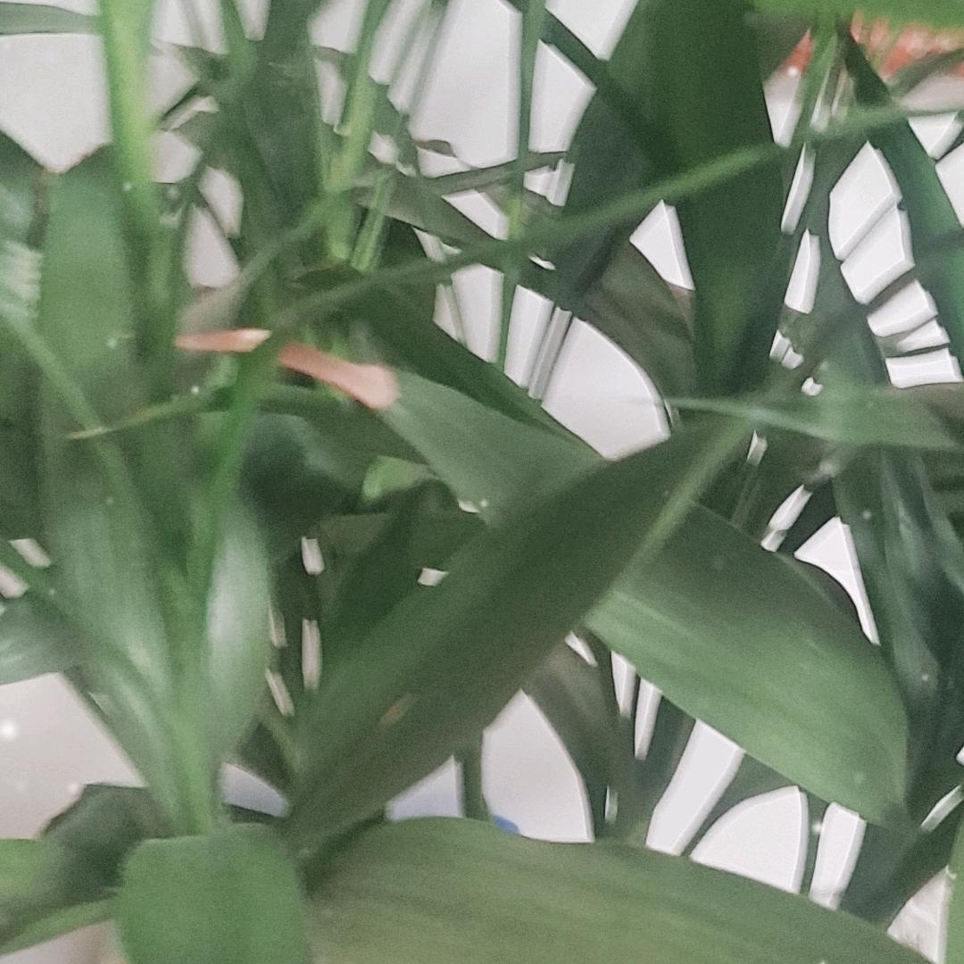 笑囗常开