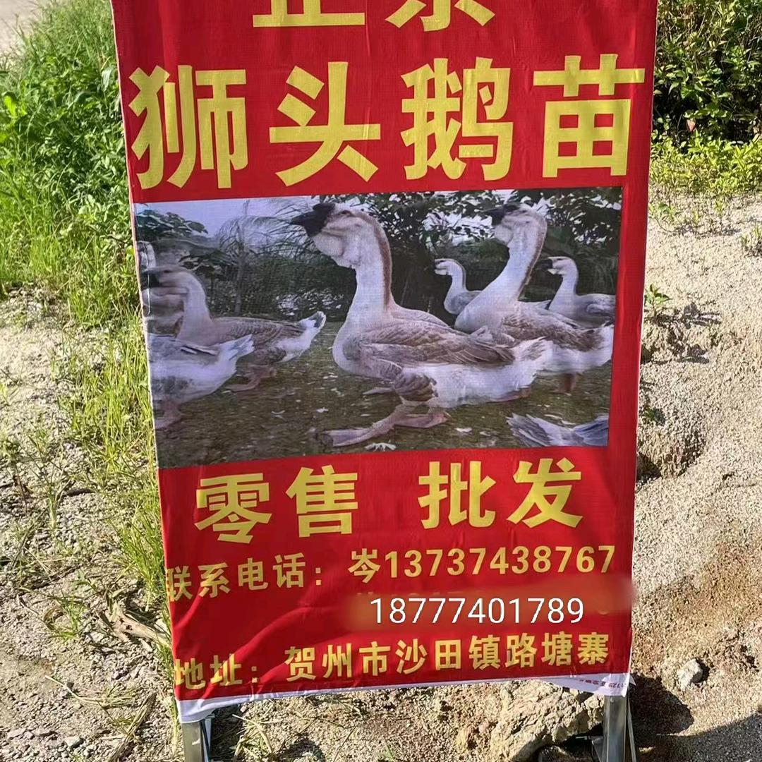 AA狮头鹅苗出售