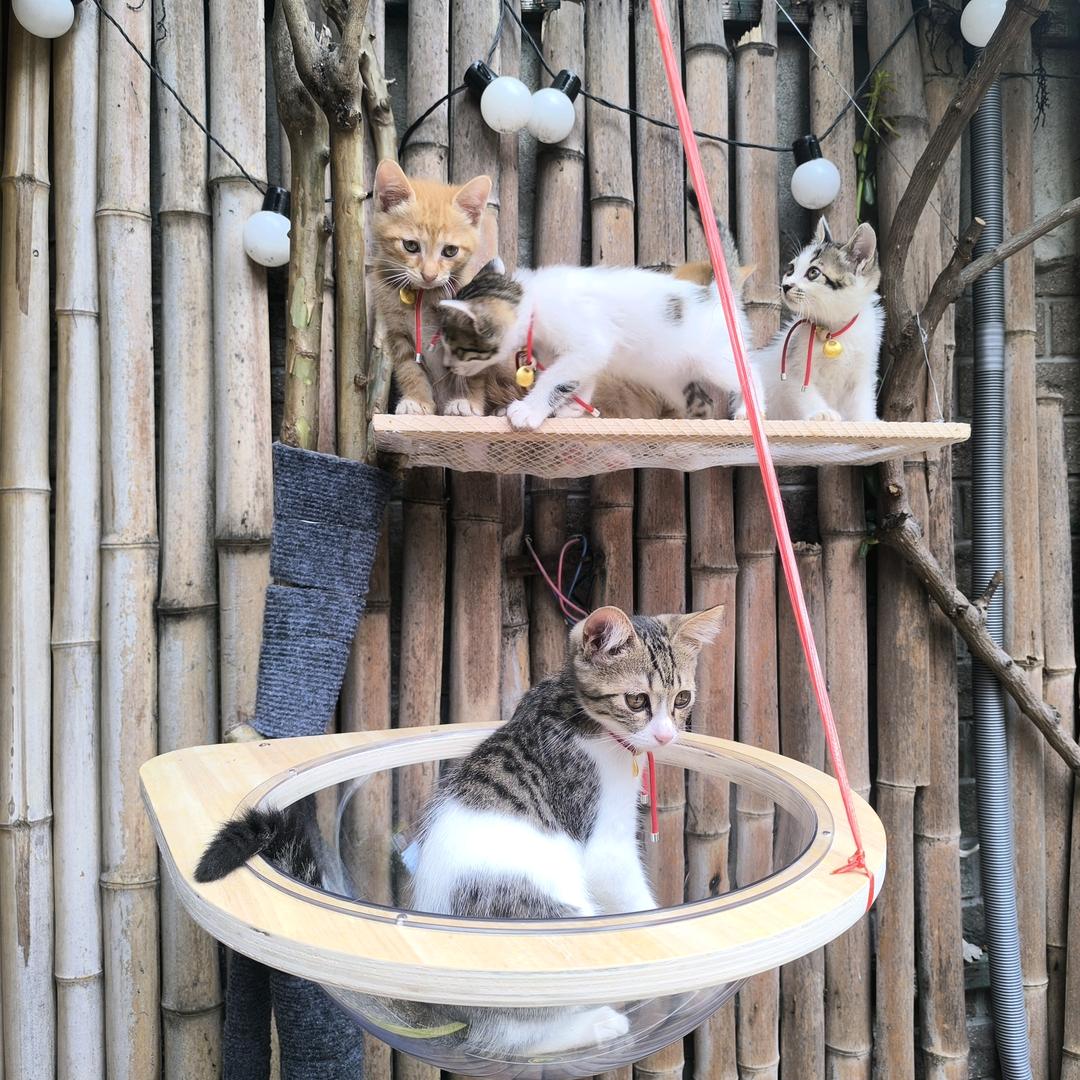 小猫干架(可领养)