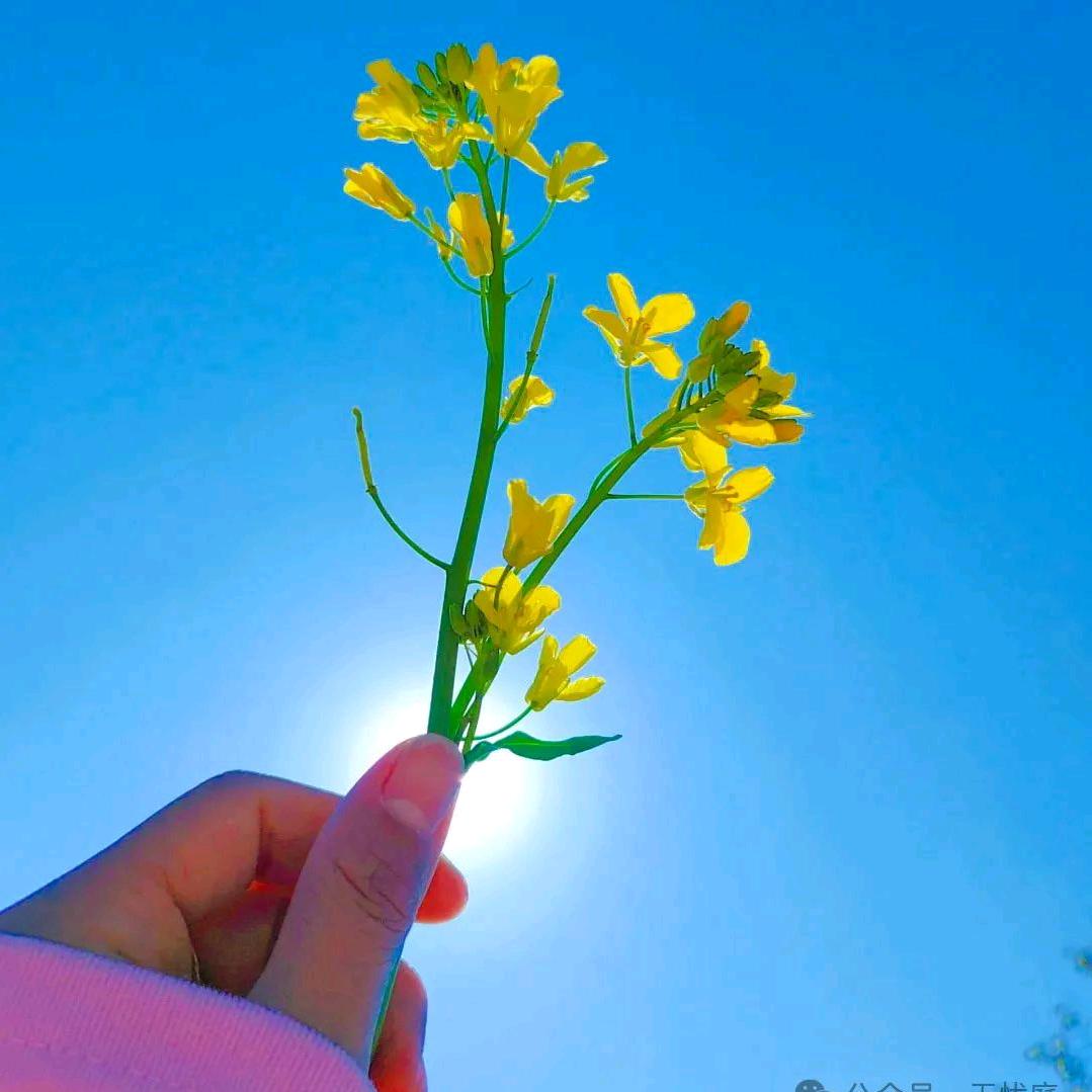 大丽