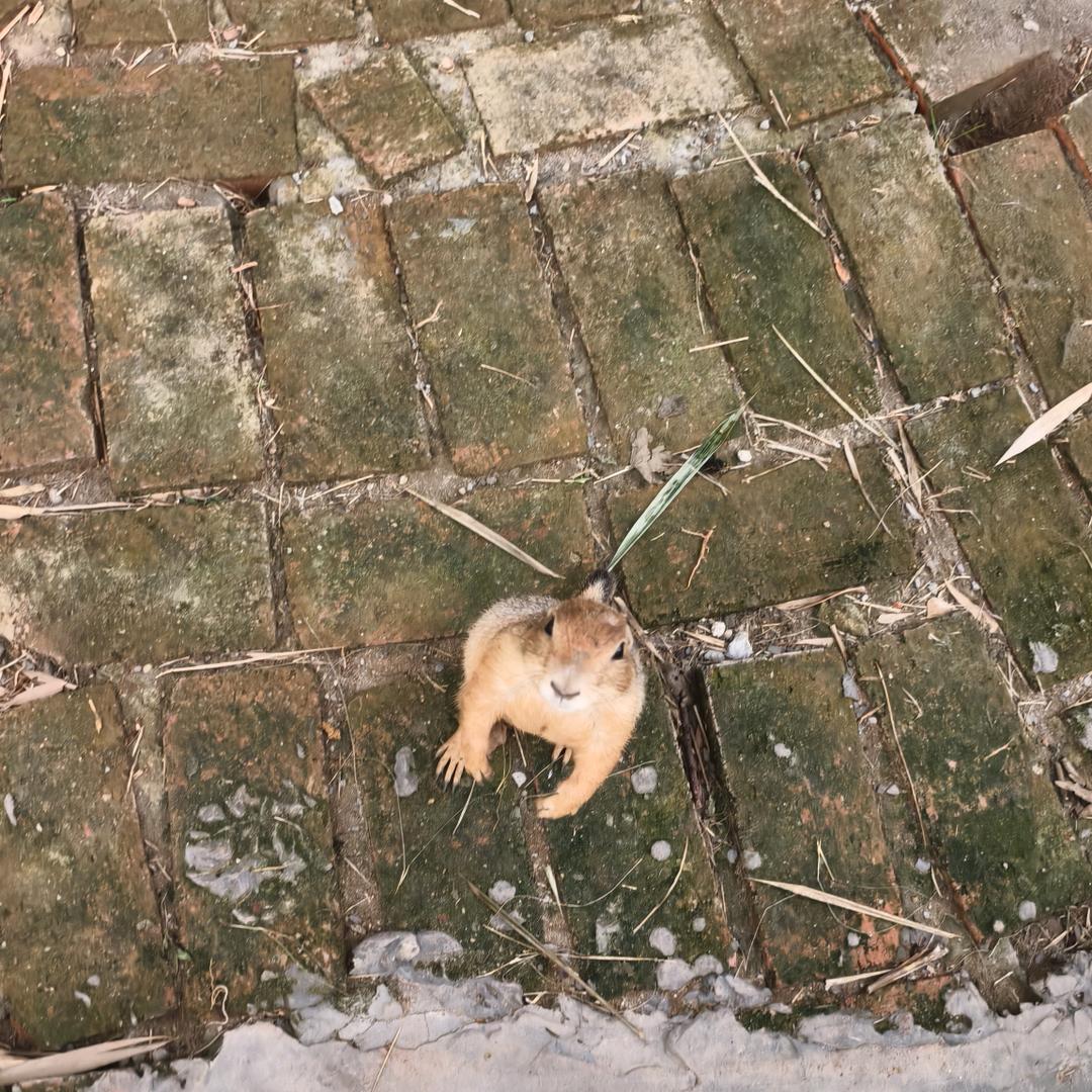 我也想是个流浪诗人