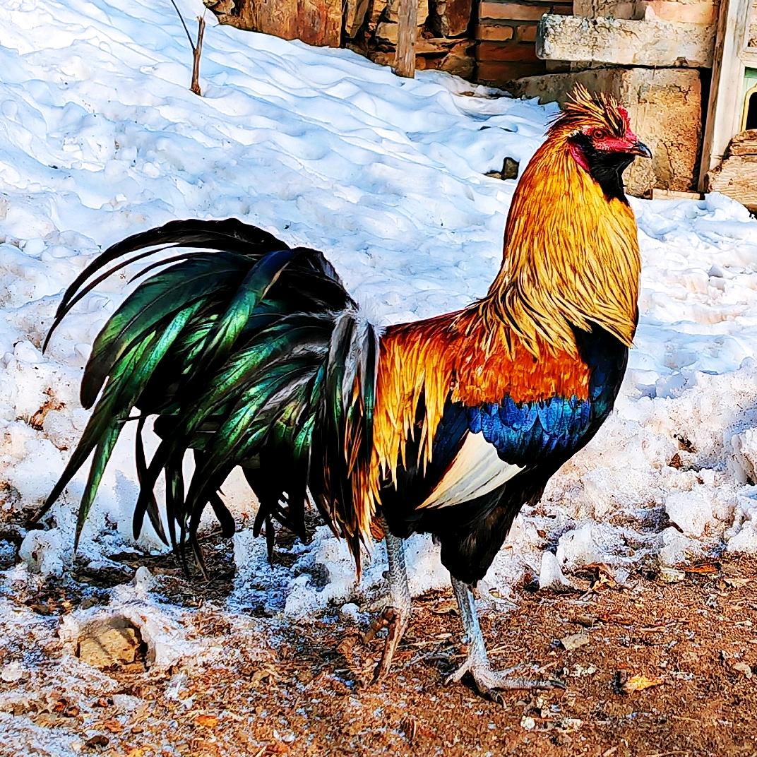 雪域鸡毛飞上天