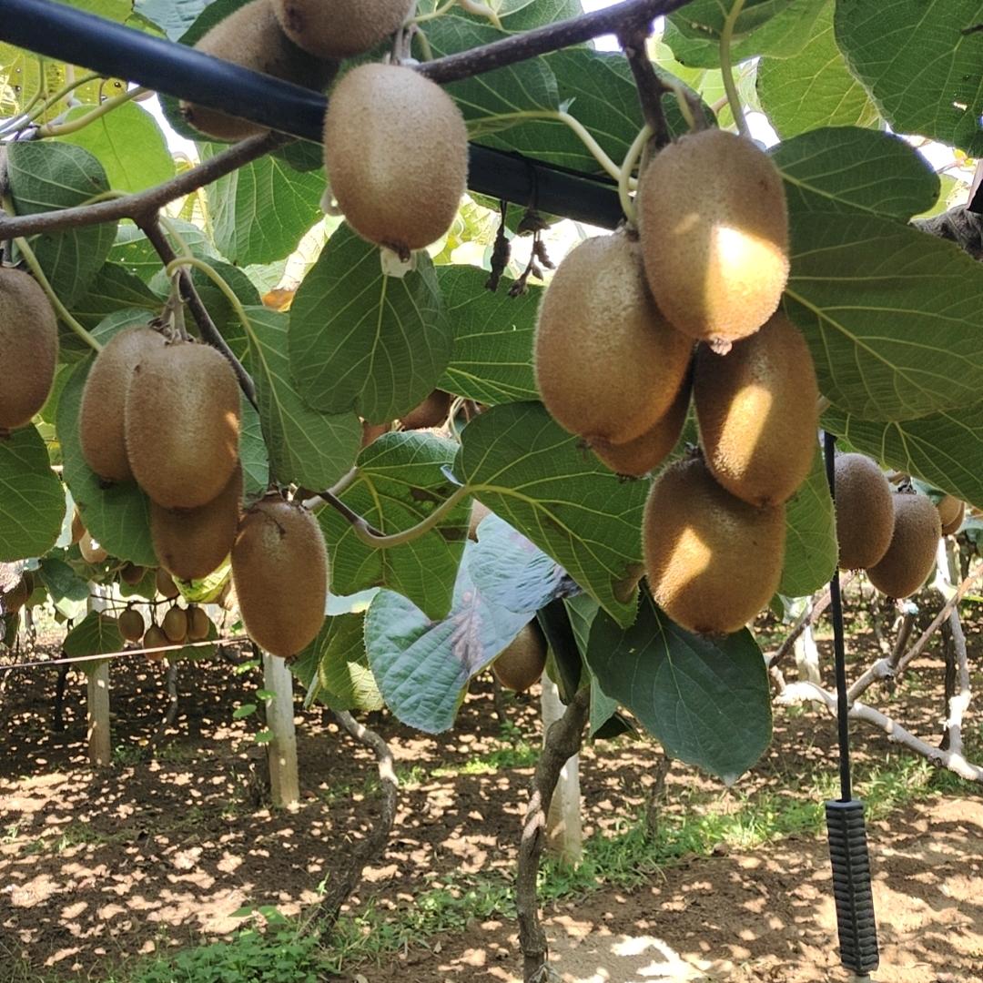 桃桃（猕猴桃专场）