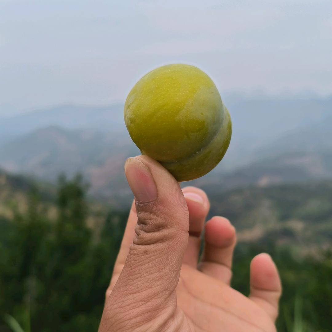 贵州六马蜂糖李—猛江果业（文玲）