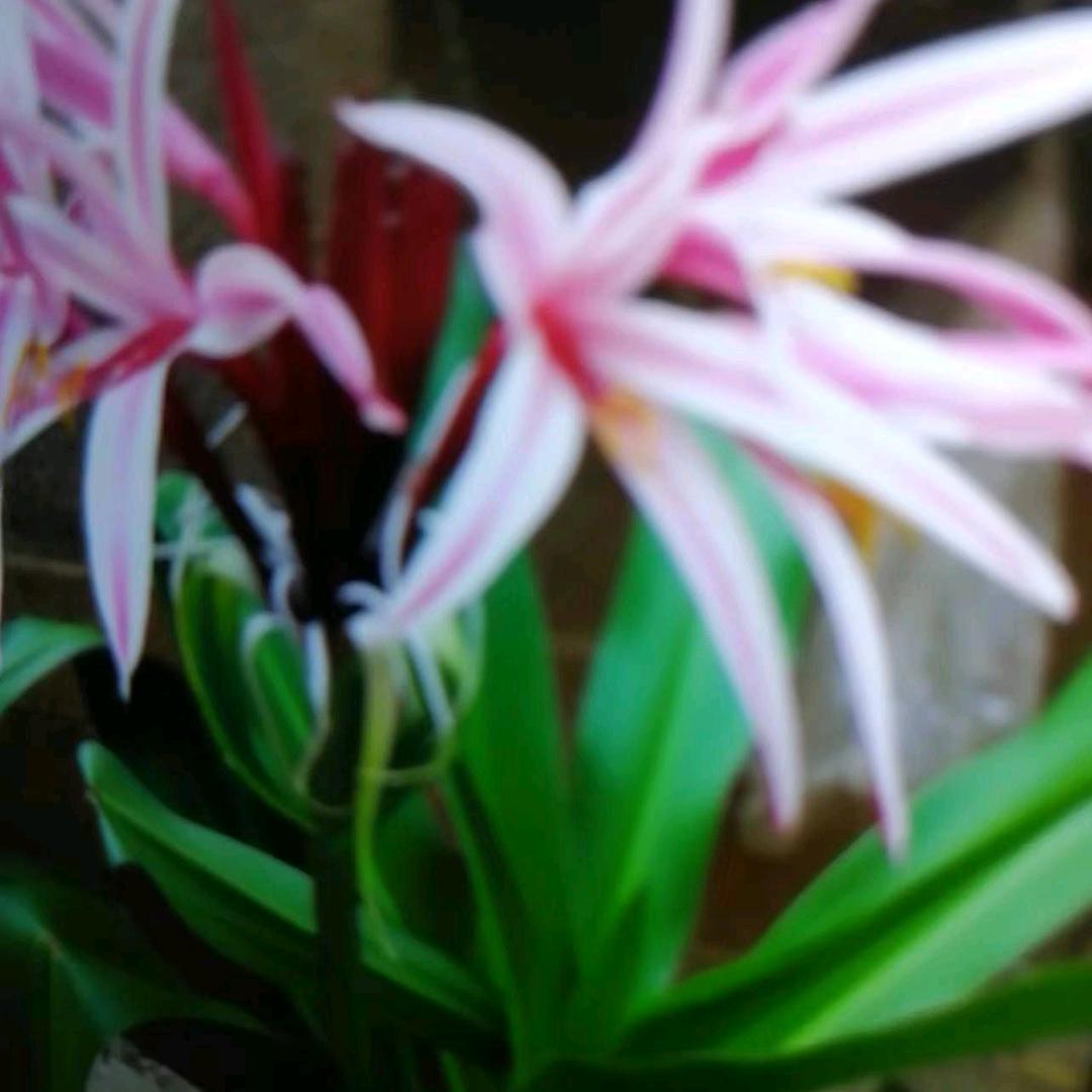 清心🌹🌸🌷💋💐