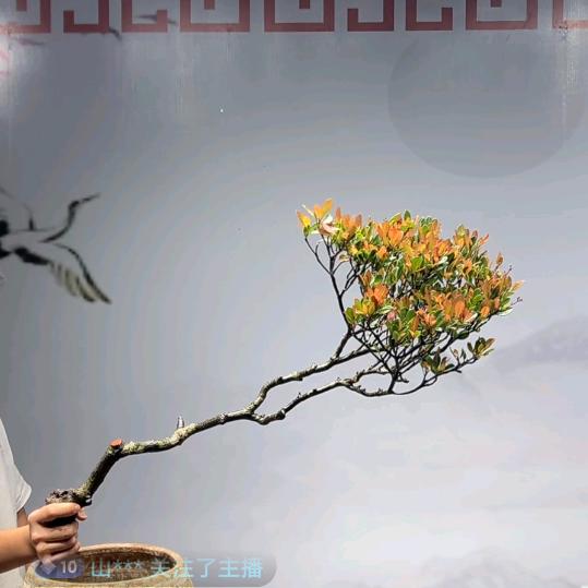 绿意盎然