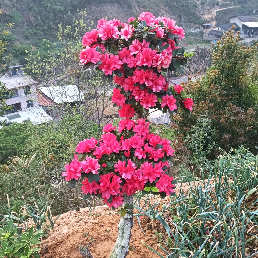 心想事成，