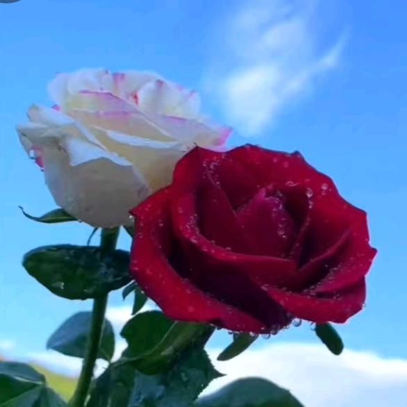 🌻梨花伴侣🌴