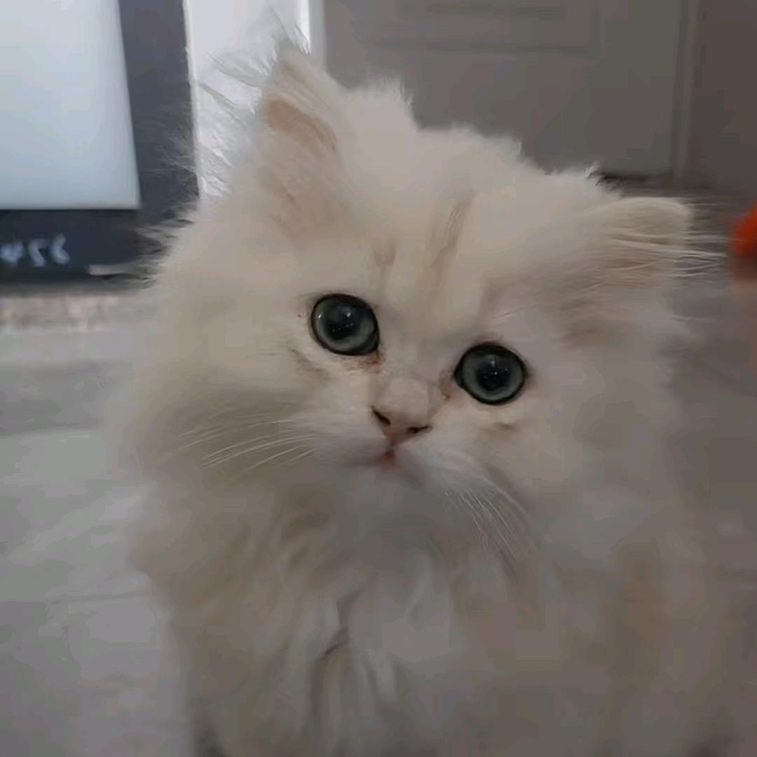 韦斯特·埃里克