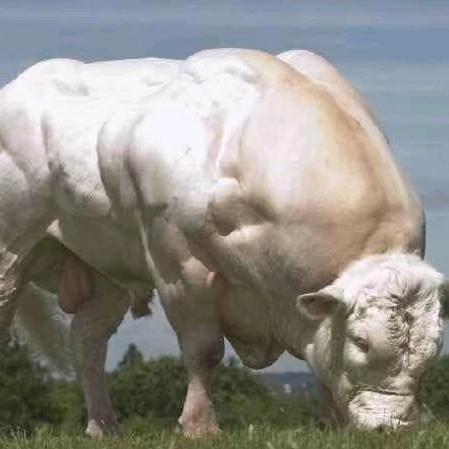 固原黄牛肉【单家集牛市经纪人小马】