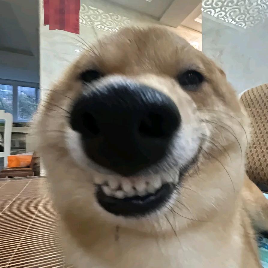 小狗开摩滴