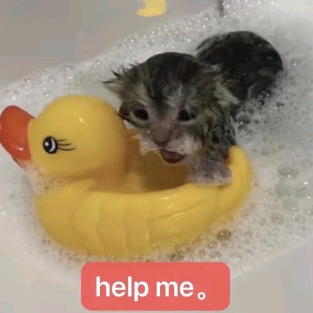 忧郁猫咪在被窝