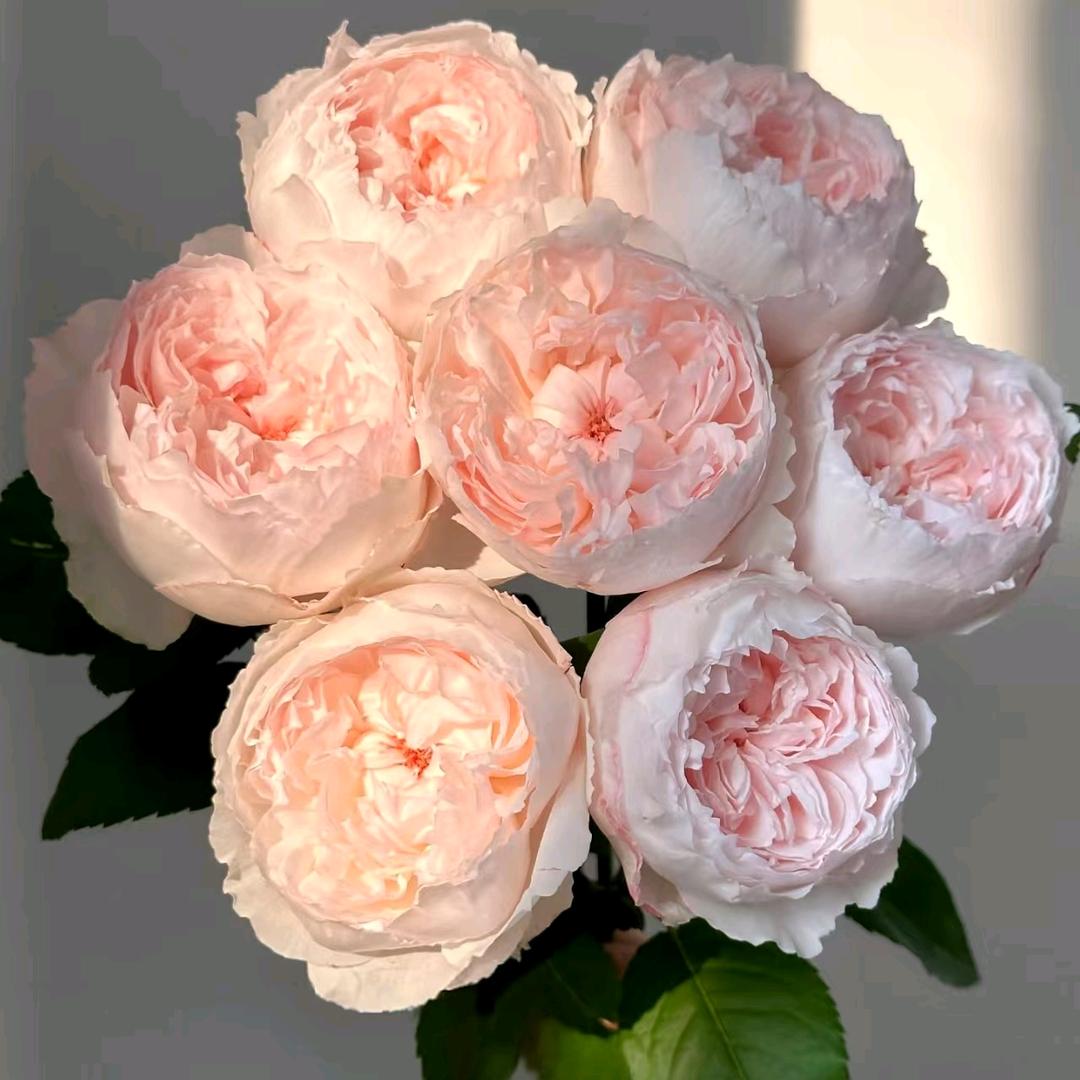 寻花Seeking Flowers的头像