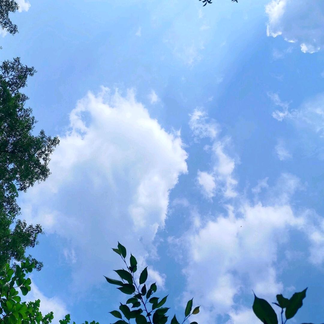 阳夏文化