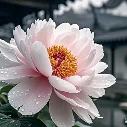 美杜甄选