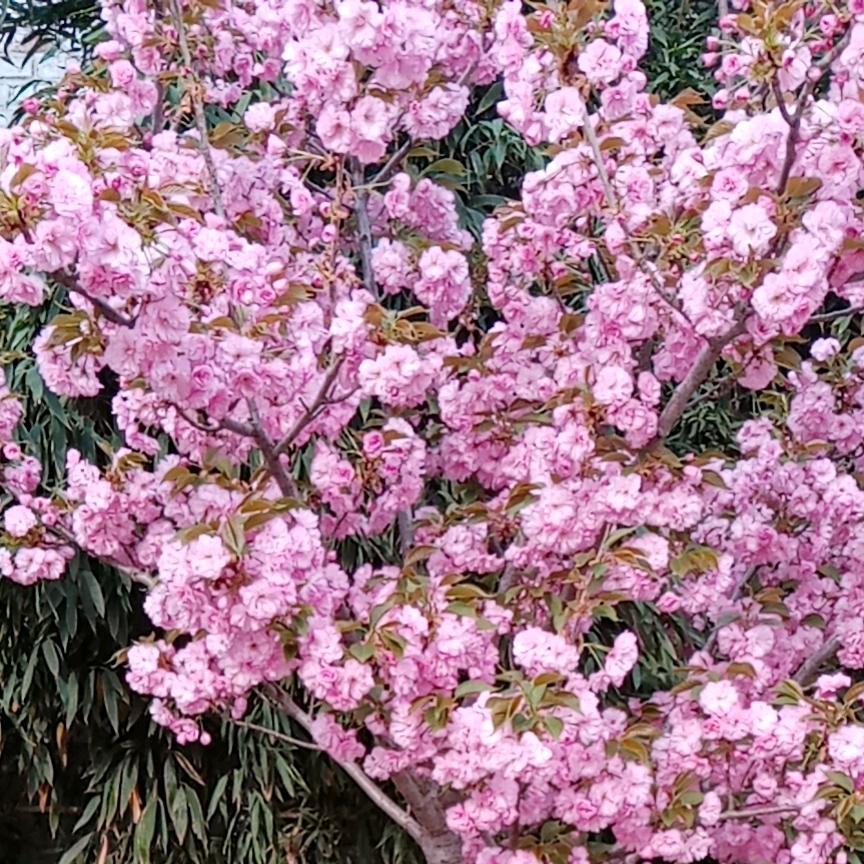 春暖花开。