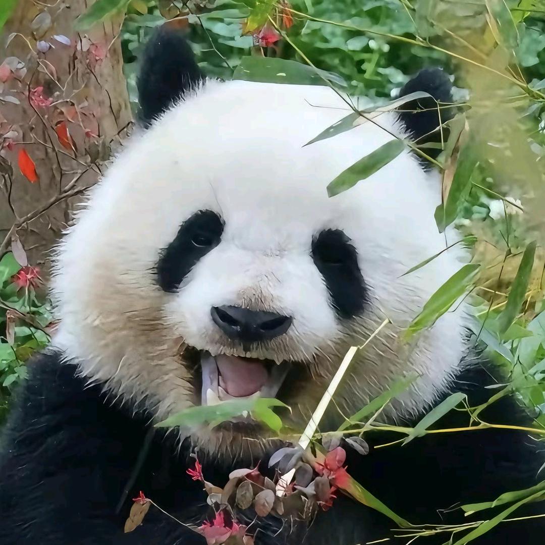 白叔叔.