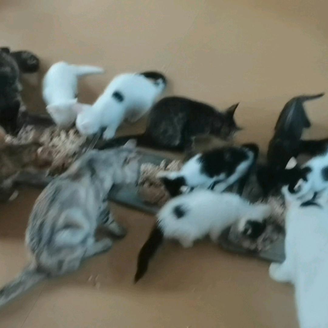 麻洋猫姐