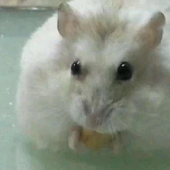 清晨麦露
