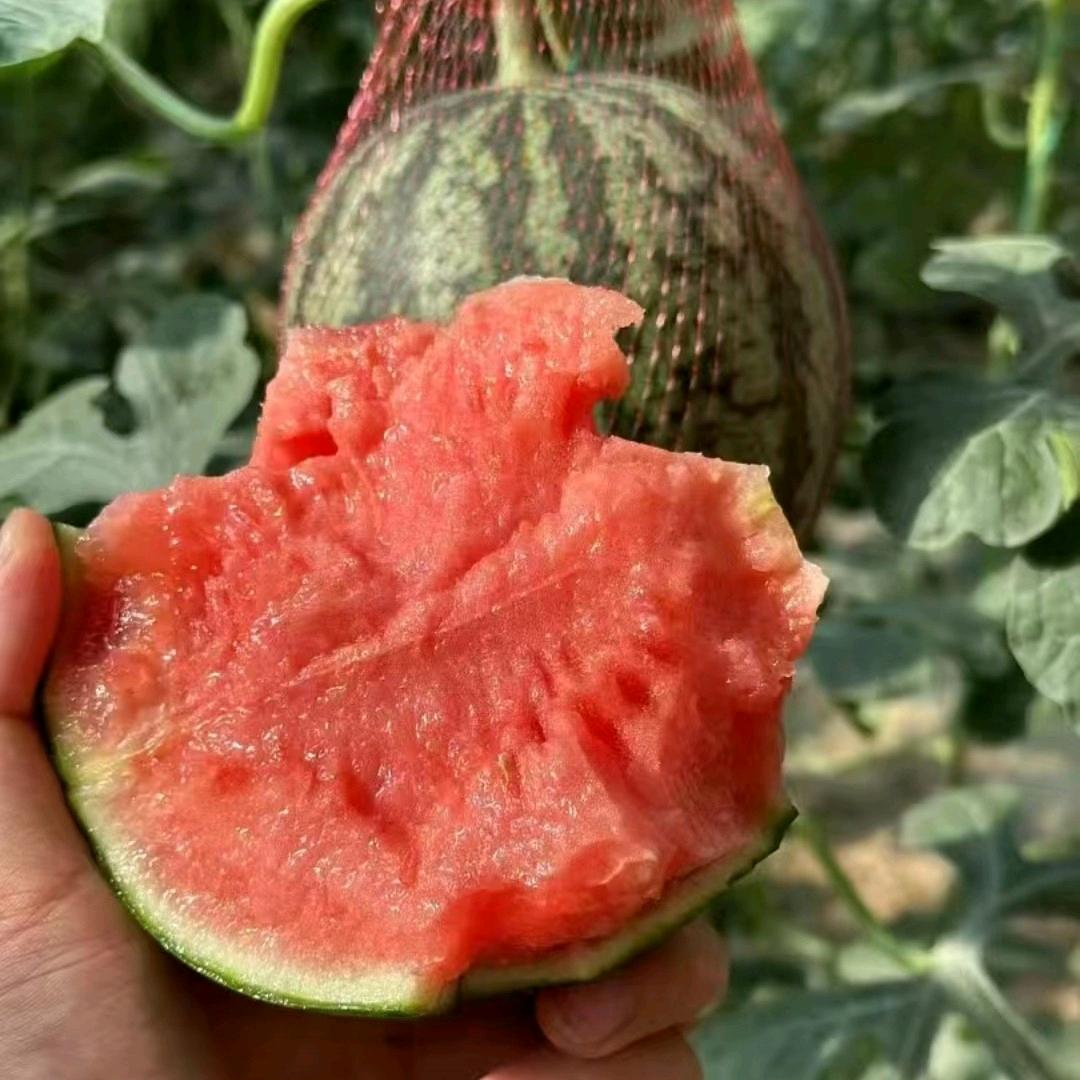 帮父母卖瓜的小王