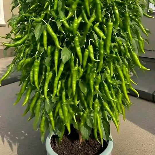 陈姐（好物推荐）