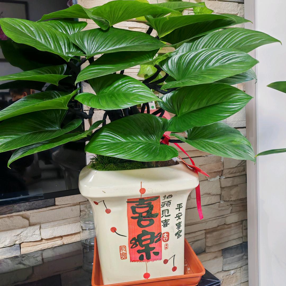 平安喜乐🌞