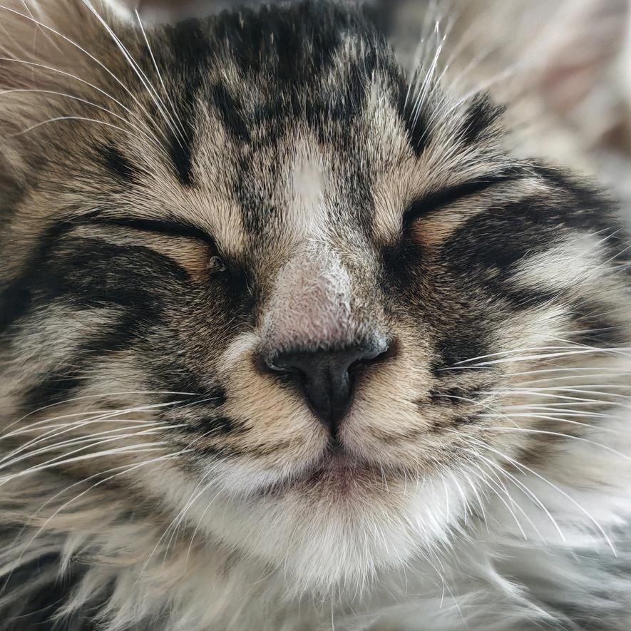 吉仔唔係丧彪係丧飚