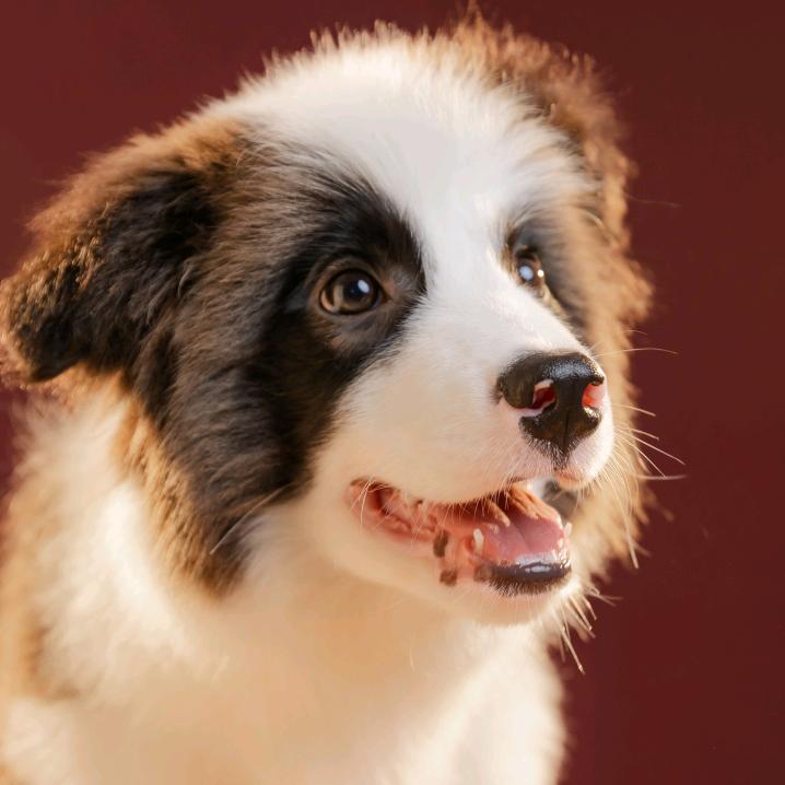 Grey是只边牧呀~