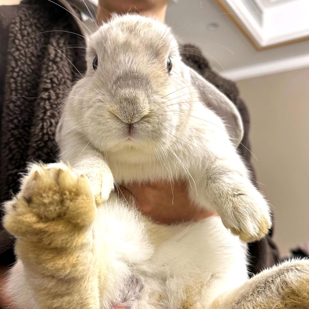 丢丢牧草屋