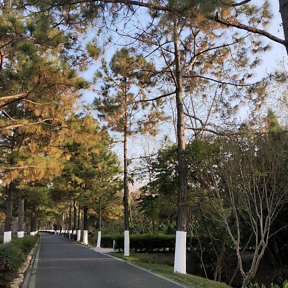 温情军歌永相随