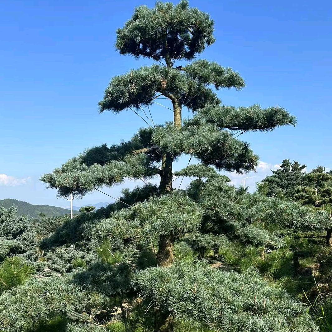 杨杨景观苗木
