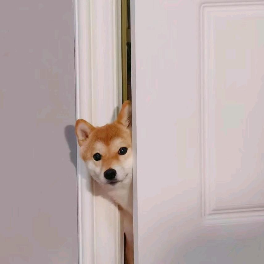 本人路过