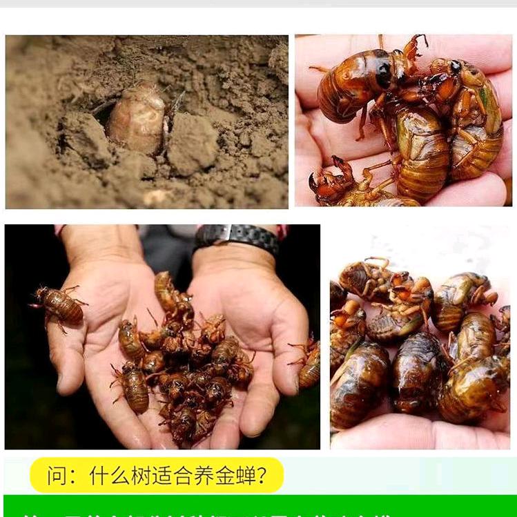 老六金蝉养殖
