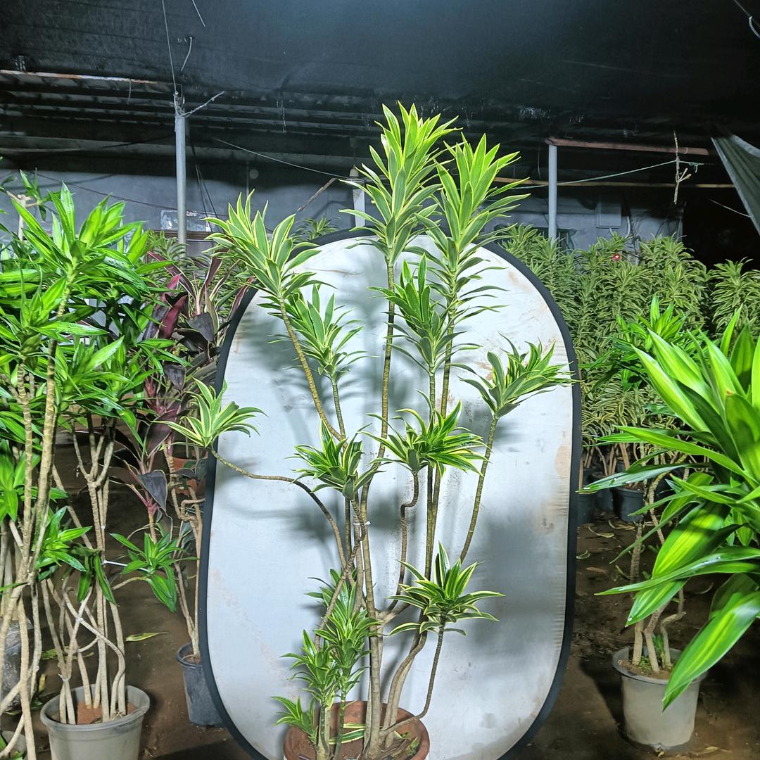 萌兮绿植