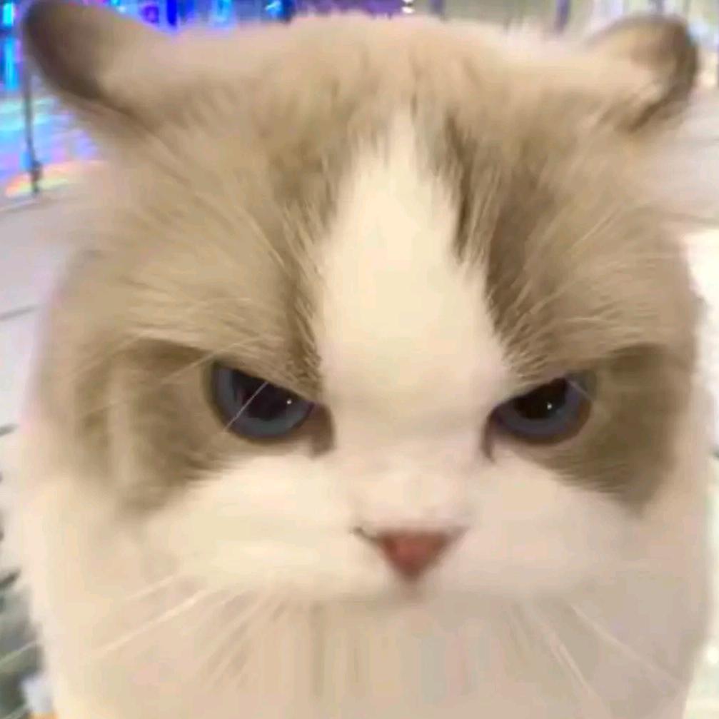 🌈🐼熊猫🌈