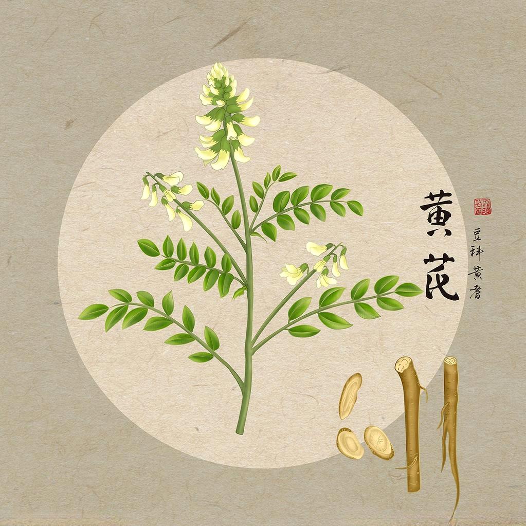 本草阿飞