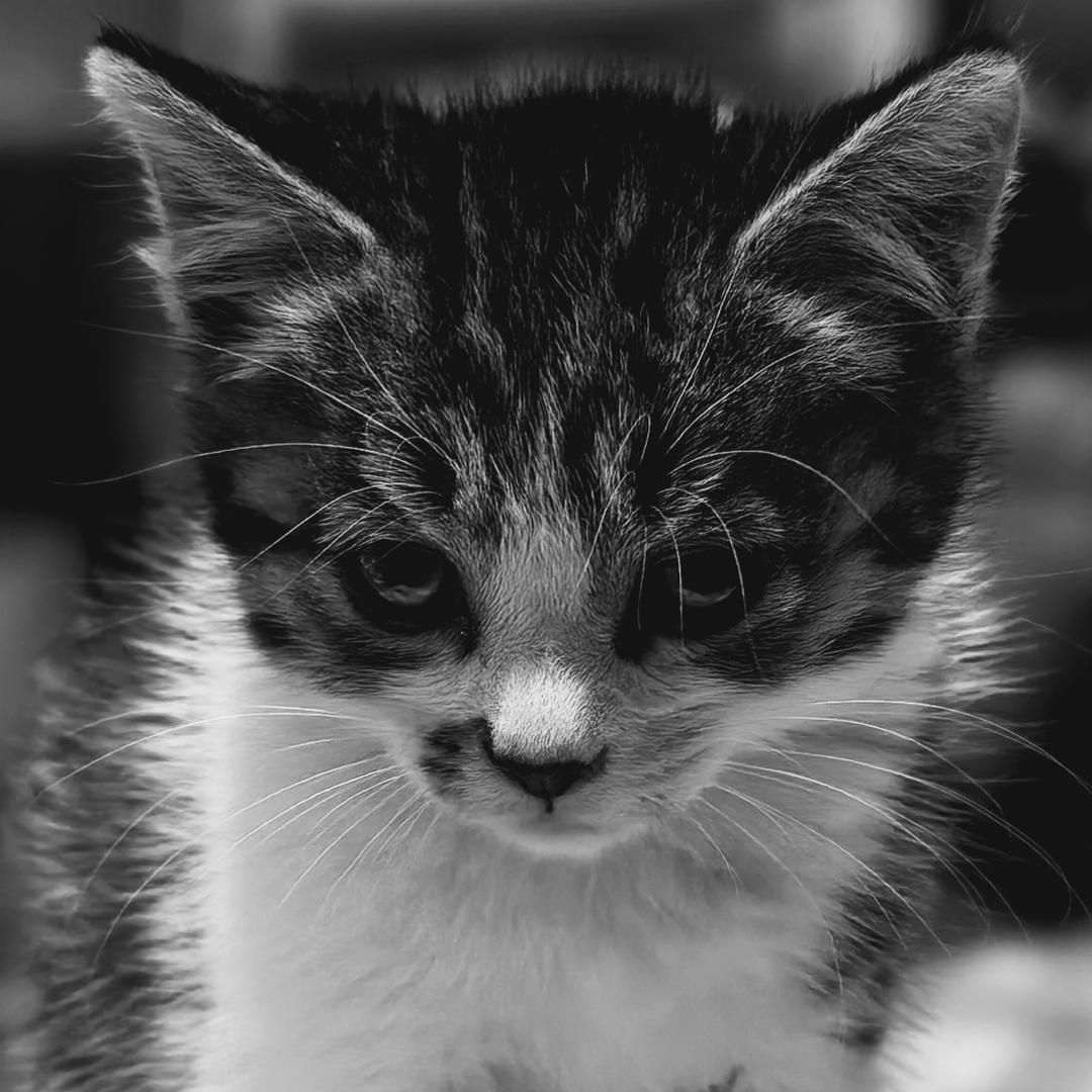 এ⁵²º᭄এ空乏其身  不与俗争