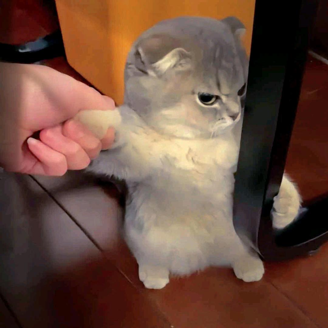 养只小楊૮꒰˶ᵔ ᗜ ᵔ˶꒱ა