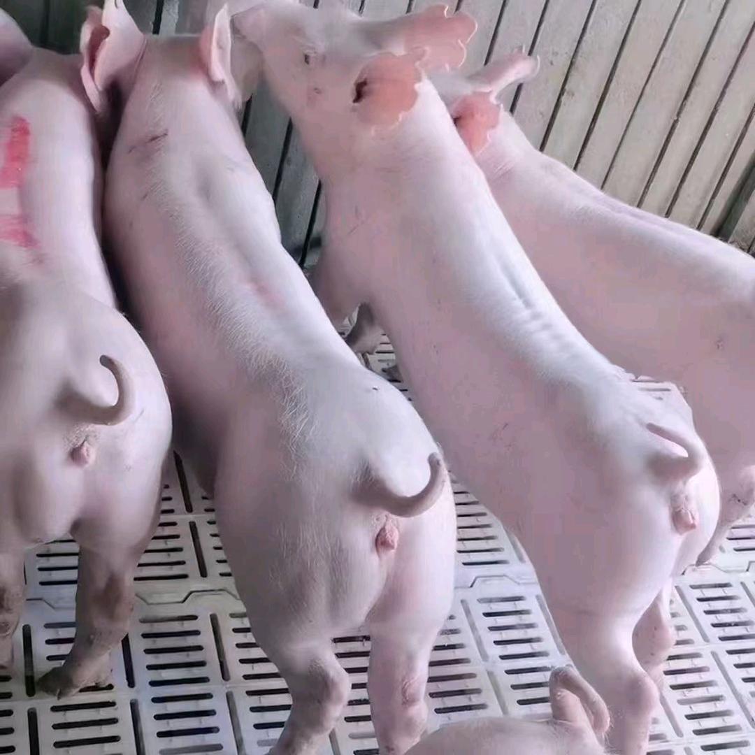燕子养殖