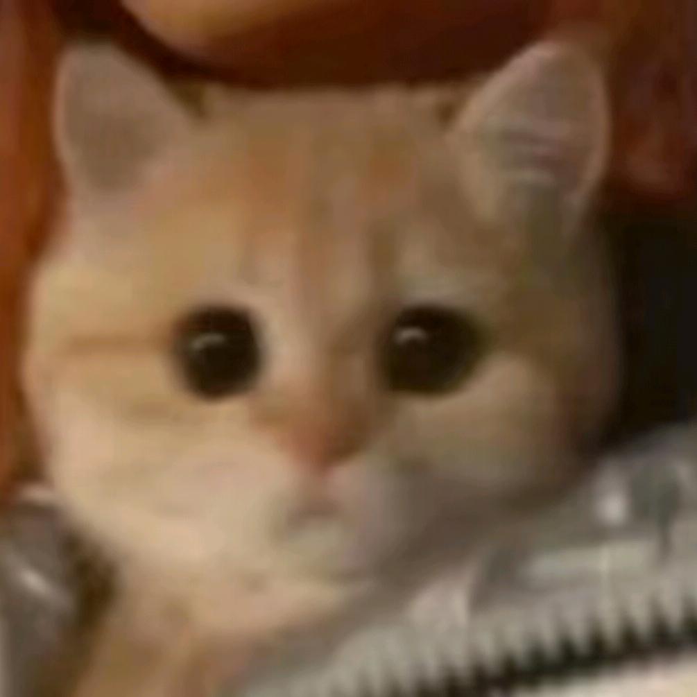 纯情猫meme