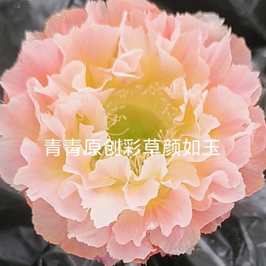 青青园艺场
