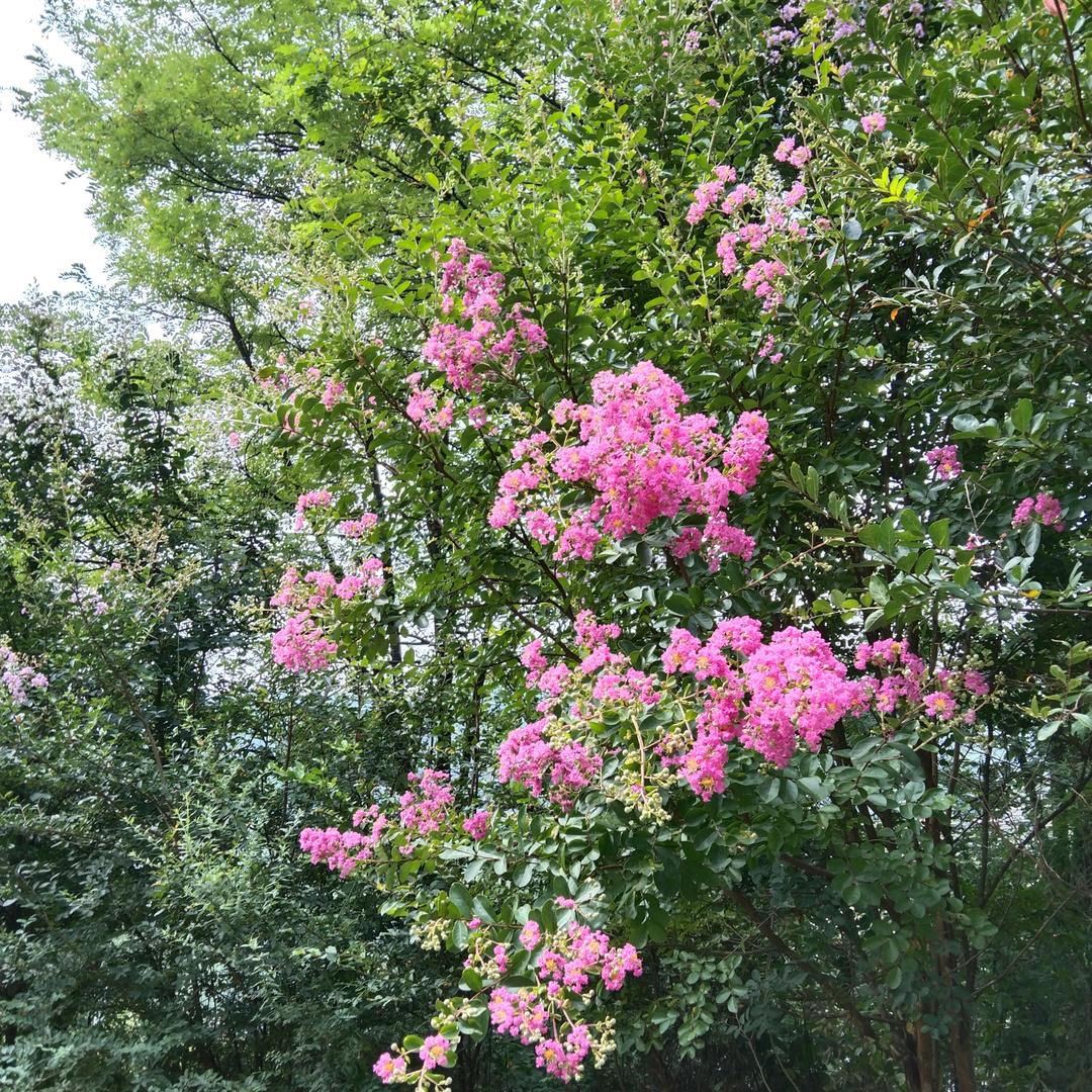 🌺饶家🍎姑娘🌺