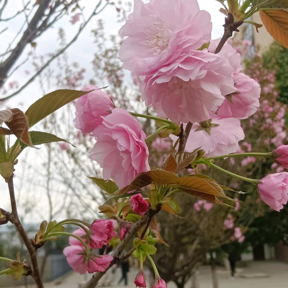 红尘有你938