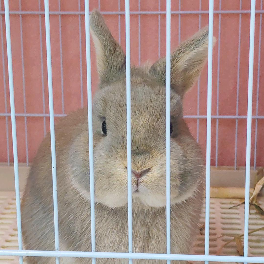 小美科学养兔版