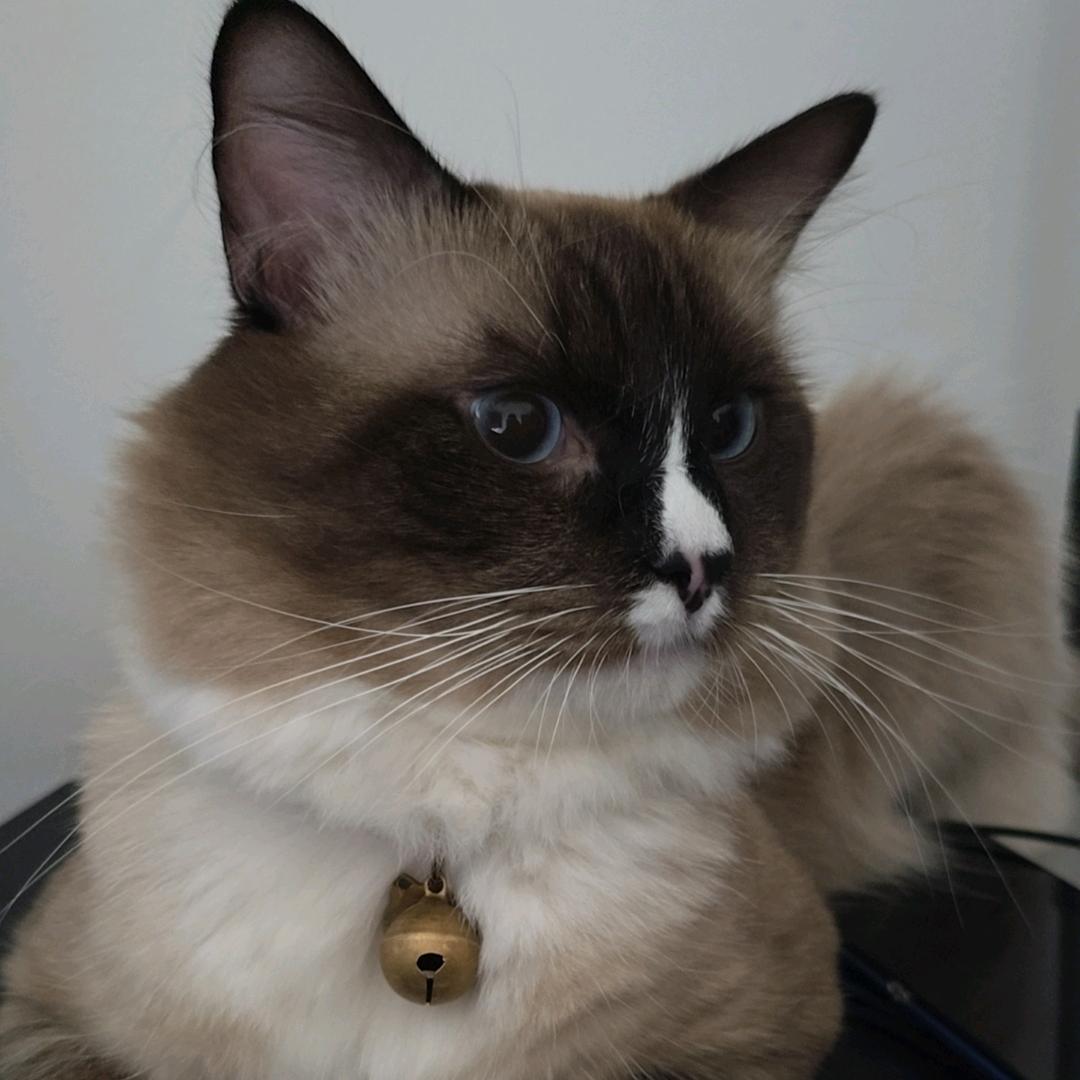 老猫🐱
