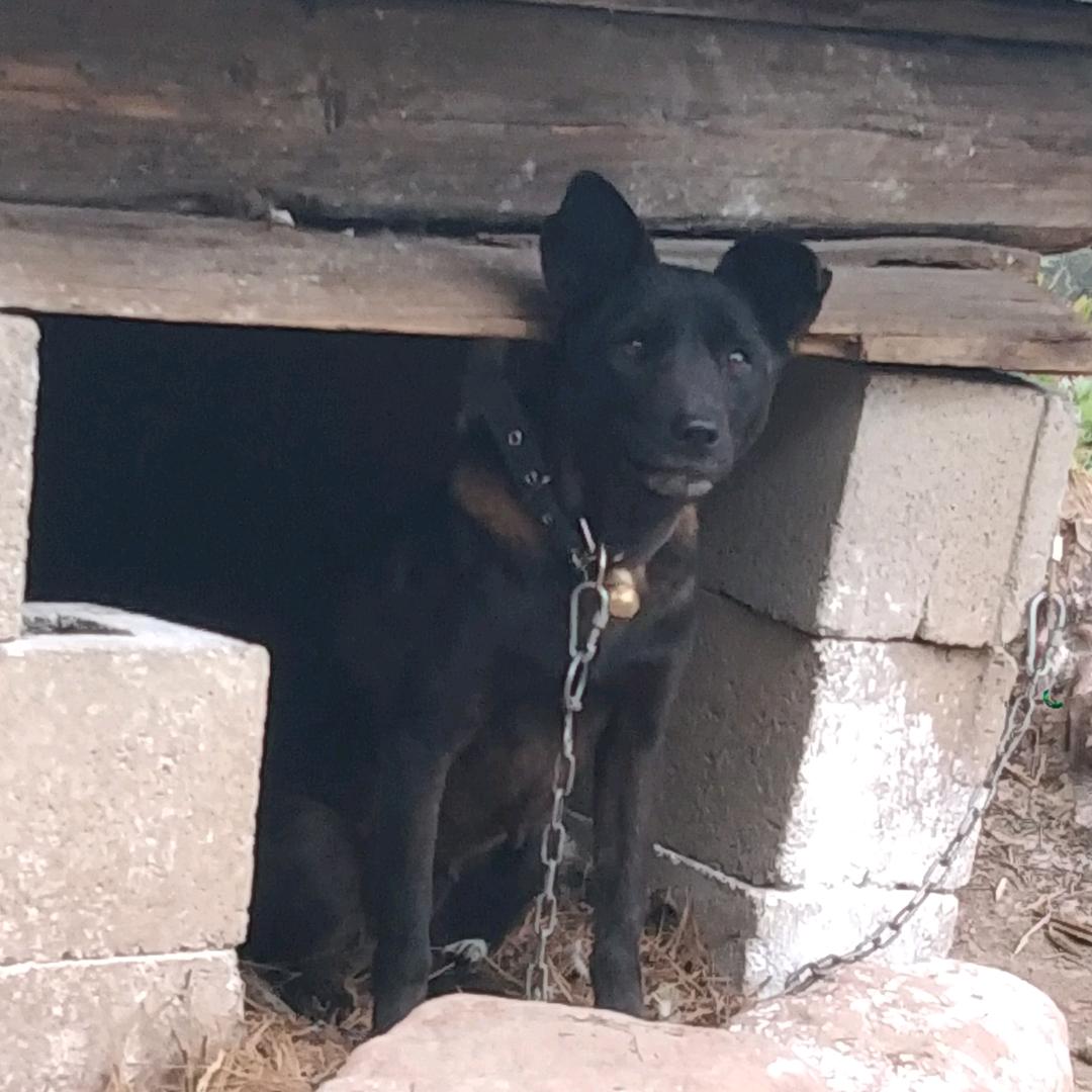 黄羊猎人