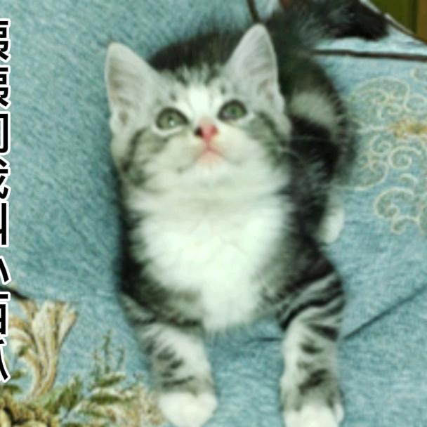 会姨的猫