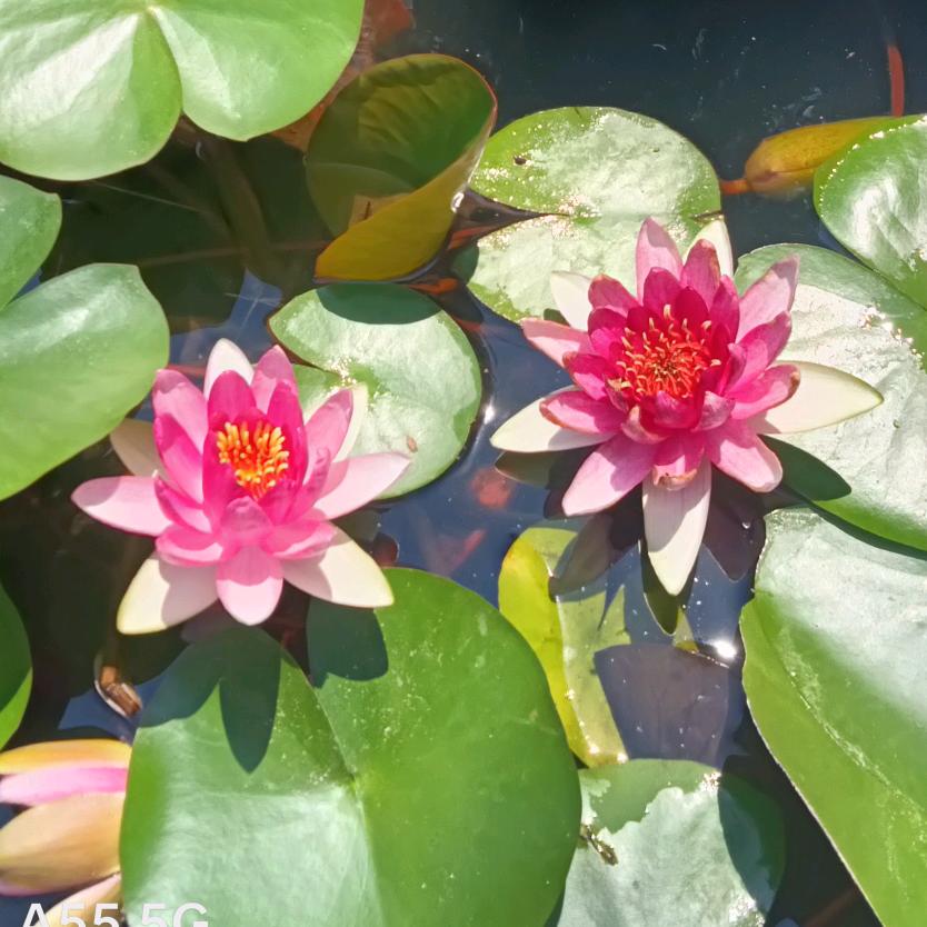迷恋的蝴蝶