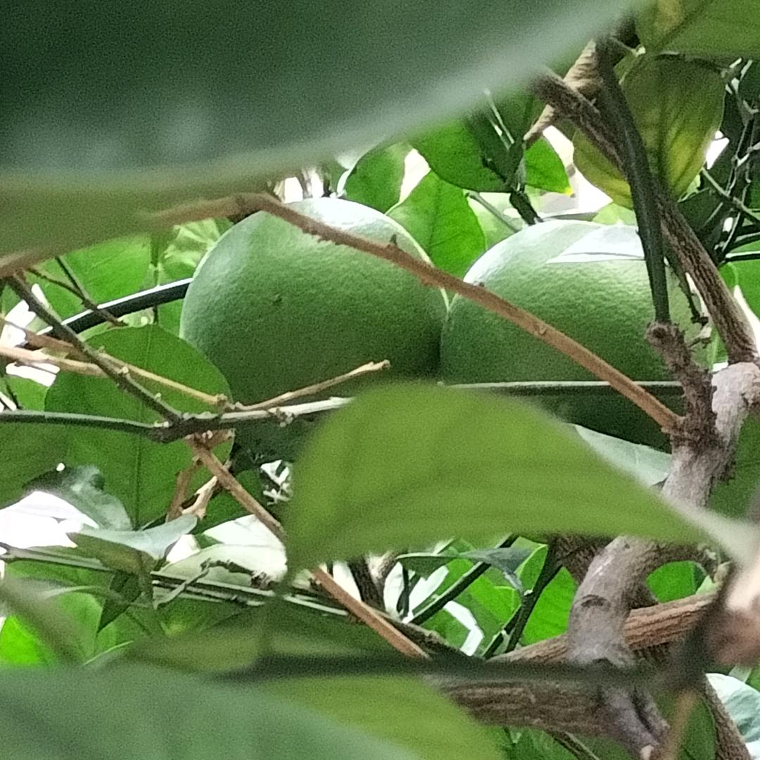 雨桐
