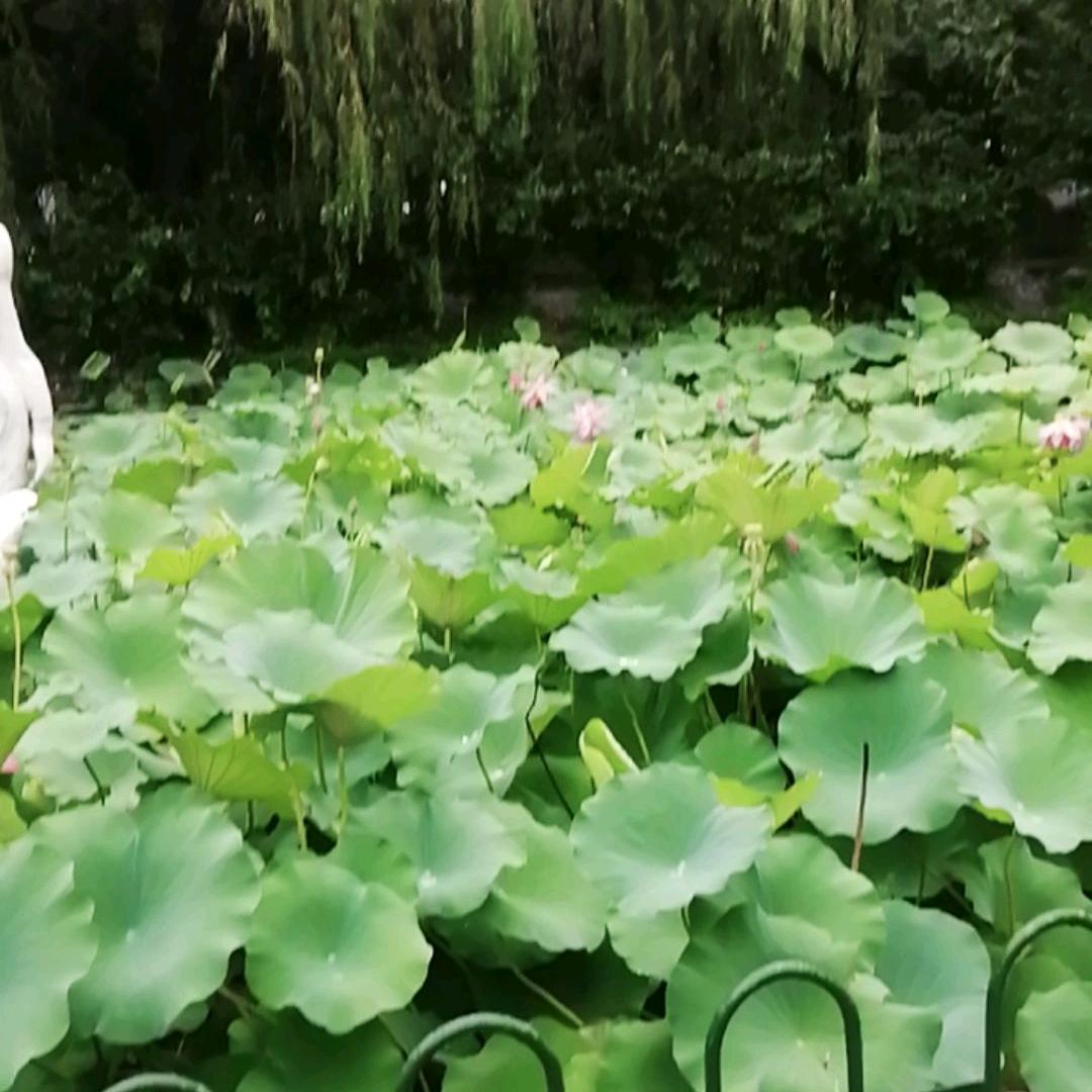 温柔